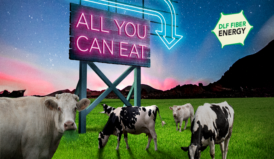 DLF Fiber Energy all you can eat